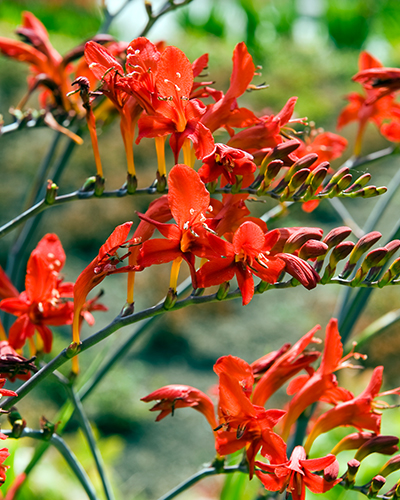 CROCOSMIA (MONTBRÉCIA) LUCIFER 100 ks